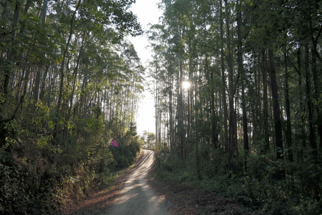 trilha na serra da mantiqueira