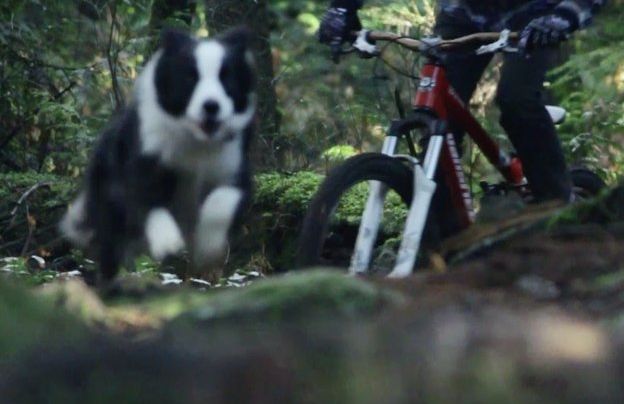 2 ciclistas e seus cachorros